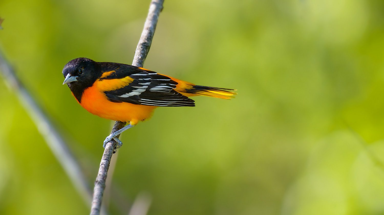 Baltimore Oriole  Missouri Department of Conservation