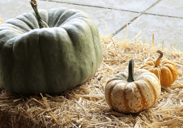 Green pumpkin and small ones on straw bale, photo credit: Wendy Mac