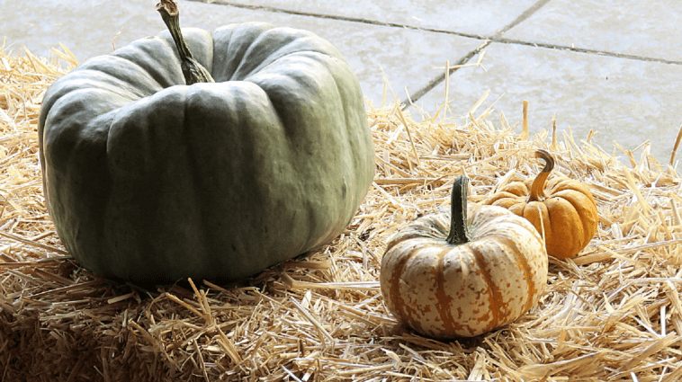 Green pumpkin and small ones on straw bale, photo credit: Wendy Mac