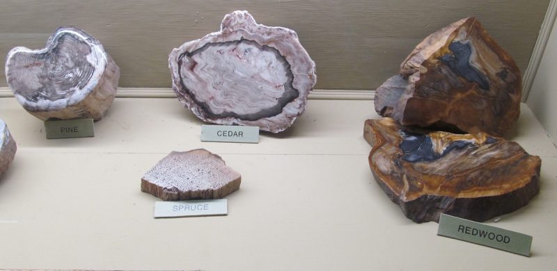 Indoor display of petrified wood, photo credit: J.D. Mitchell