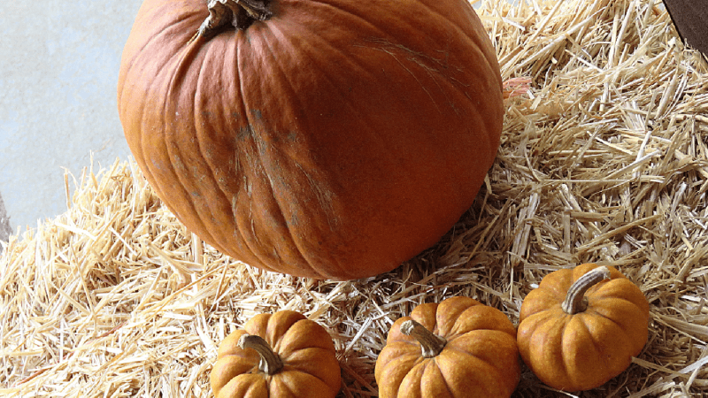 Pumpkins in straw, photo credit: Wendy Mac