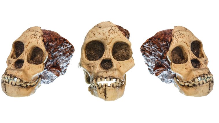 Taung Child skull from three angles: Photo 101084671 © Puwadol Jaturawutthichai | Dreamstime.com