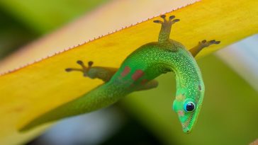 Gecko upside down on a leaf: Photo 209949657 © Zachzimet | Dreamstime.com