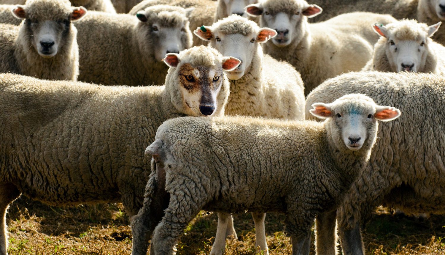 Wolf concealed among flock of sheep: Photo 265079753 © Rafael Ben Ari | Dreamstime.com