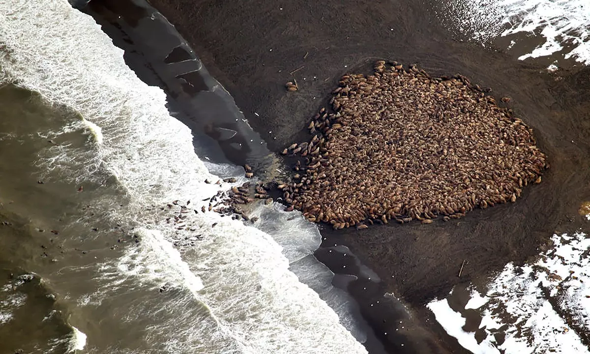 Walrus haulout at Point Lay, AK, photo credit: U.S. Fish & Wildlife Service