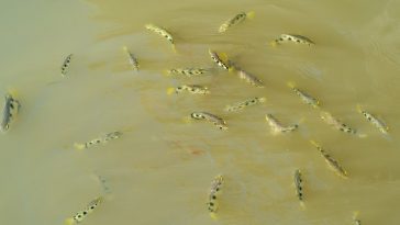 Archerfish in their native waters: Photo 161036082 © Tinakorn Suksapsri | Dreamstime.com