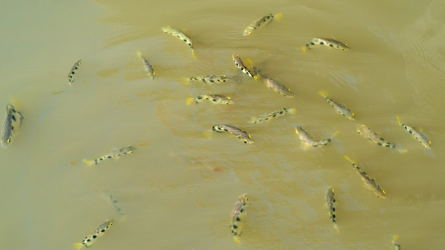 Archerfish in their native waters: Photo 161036082 © Tinakorn Suksapsri | Dreamstime.com