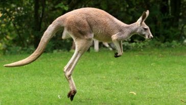 Red Kangaroo: Photo 13197559 © Jan Pokorný | Dreamstime.com