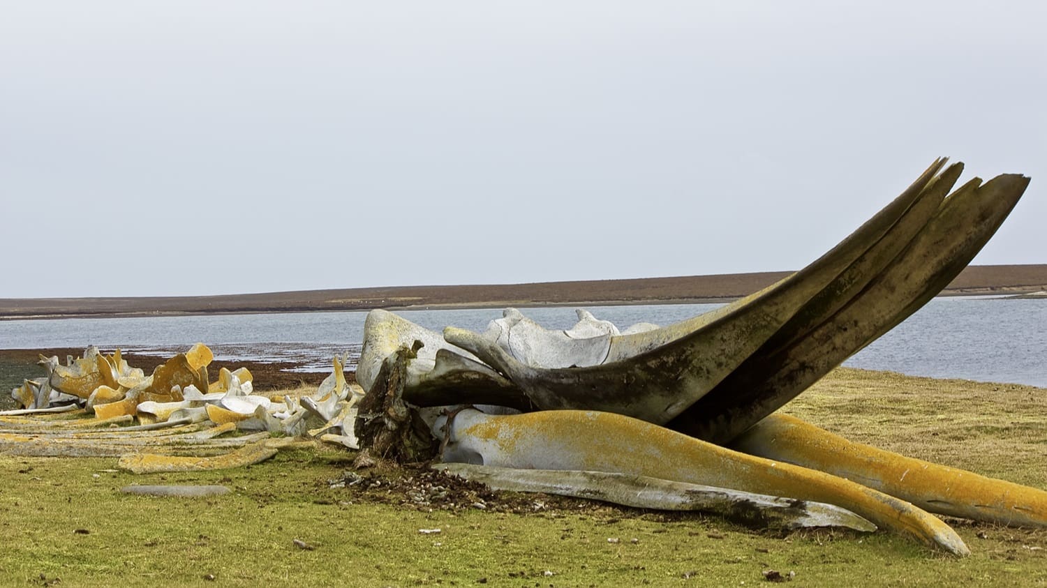 Beached whale carcass bones: Photo 95064100 | Whale © Maxim Tankaria | Dreamstime.com