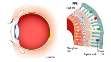 Cross section eye retina: Illustration 136068838 © Designua | Dreamstime.com