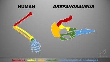 Drepanosaurus and human arm bones comparison