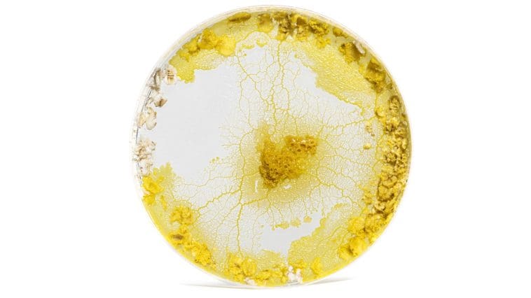 Slime mold in a petri dish: Photo 263005390 | Polycephalum © Isselee | Dreamstime.com