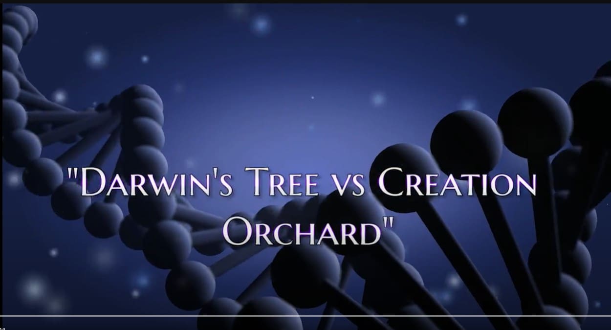 Darwin's tree vs. creation orchard video still