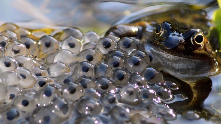 Frog with eggs: Photo 110649652 © Kevin Patrick | Dreamstime.com