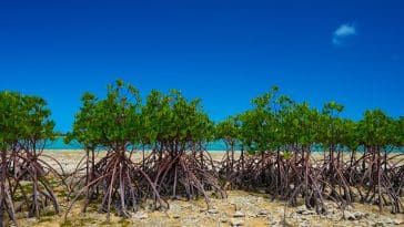 Red Mangrove trees, Japan: Photo 38315409 © Eyeblink | Dreamstime.com