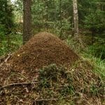 Anthill in a Russian forest: Photo 146916898 © Mikhail Martirosyan | Dreamstime.com