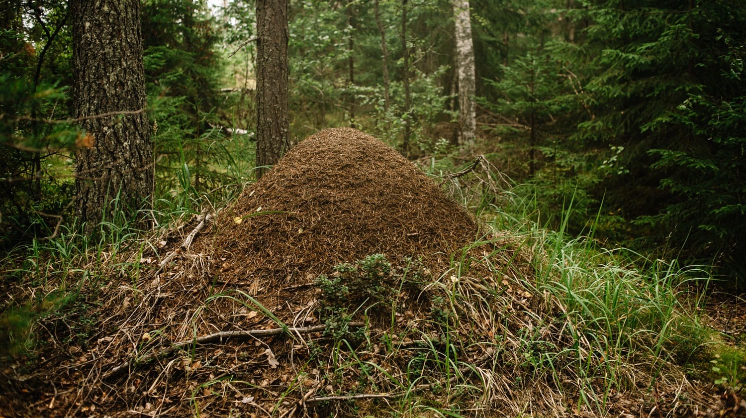 Anthill in a Russian forest: Photo 146916898 © Mikhail Martirosyan | Dreamstime.com