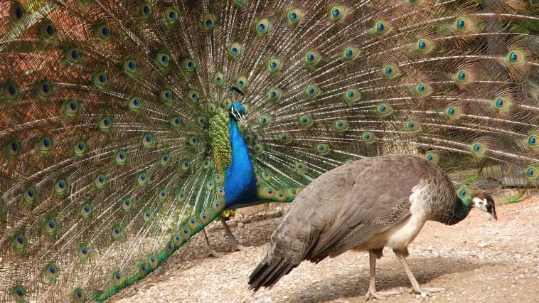 Peacock and peahen: ID 6433340 © Tezzstock | Dreamstime.com