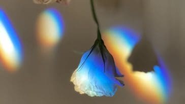 Rose in a prism's light, photo credit: Emily Steele