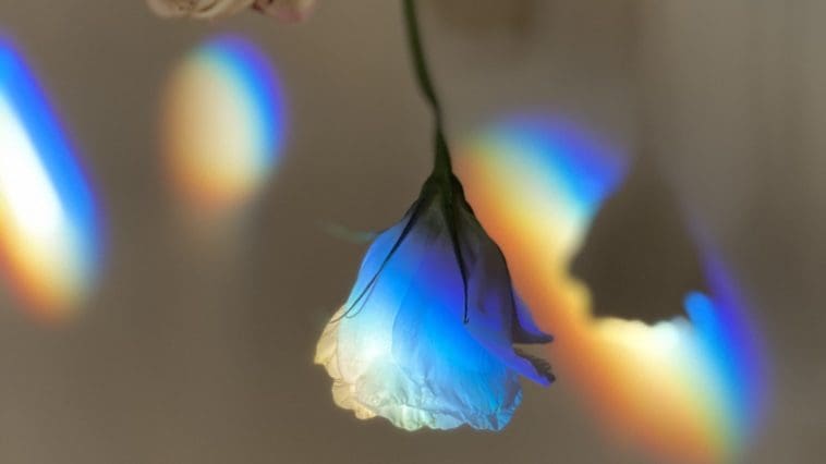 Rose in a prism's light, photo credit: Emily Steele