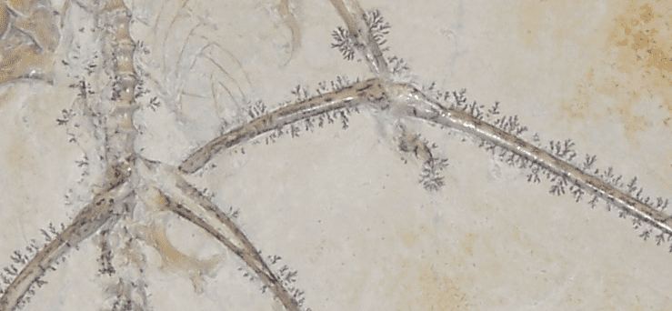 Close up of the Archaeopteryx fossil at Karlsruhe, Germany, the Thermopolis specimen, photo credit: Stephan Schulz