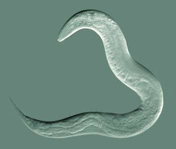 Nematode under the microscope, photo credit: Bob Goldstein, UNC Chapel Hill